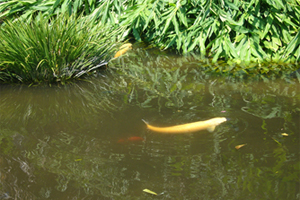 この日は水が濁っていましたが大きな魚がいます。